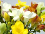 Clare Florist special offer on 30 stems of Freesia for price of 20