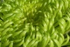 Close up of a green chrysanthemum