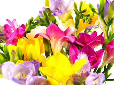 Freesia-cool-value-2