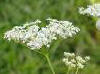 Chervil Flowers