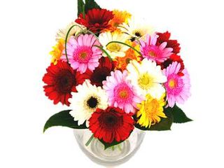 Gerbera-sunshine-1