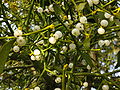 Mistletoe_Berries_Uk