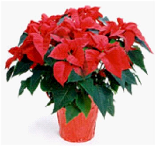 Poinsettia