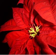 Photoperiodism-planting-seeds-winter-800x800