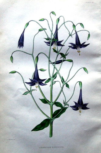 Lisianthus nigrescens drawing