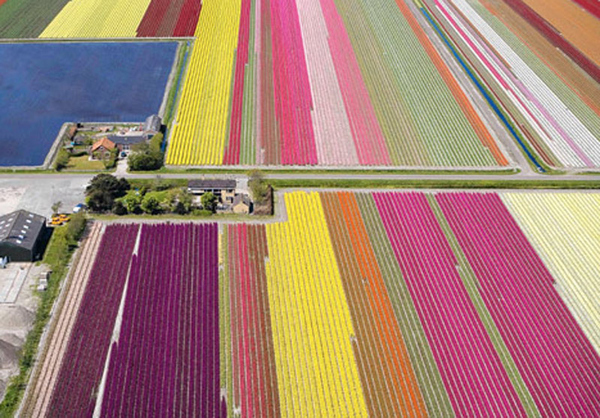 Flower fields