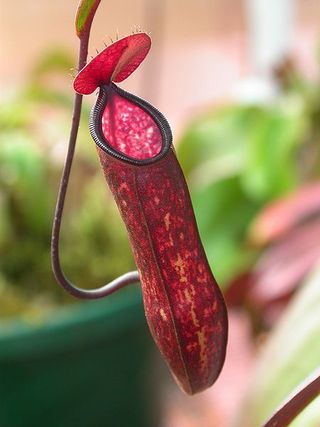 Nepenthes_muluensis