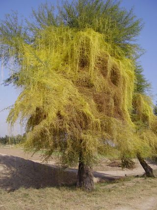 Cuscuta_parasite_plant