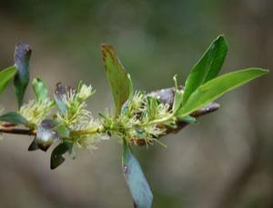 Plantfemale