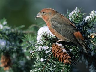 Pine Tree Snow Bird