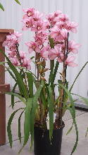 Cymbidium