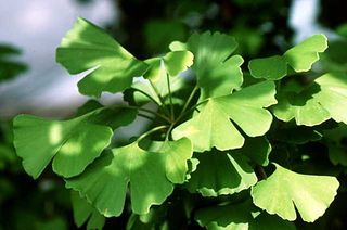 Ginkgo biloba