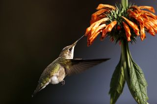 Hummingbird