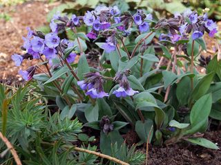 Pulmonaria