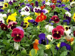 Pansies