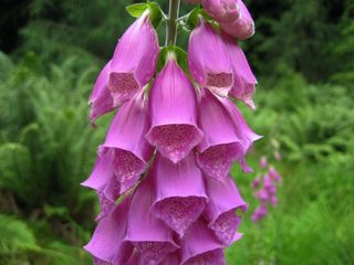 Foxglove