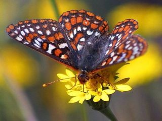 Butterfly on flower