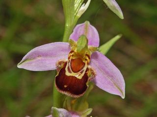 Bee orchid