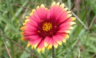 Red and yellow wildflower