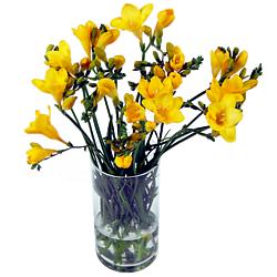 Yellowfreesia