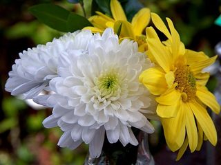 Chrysanthemum