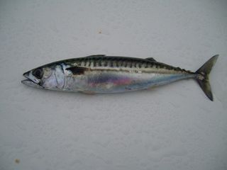 Mackerel