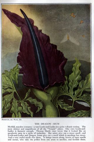 Dragon Arum