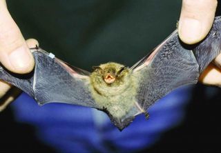 Weird and Wonderful Wednesday: The Cancer-Fighting Black Bat, Tacca Chantrieri