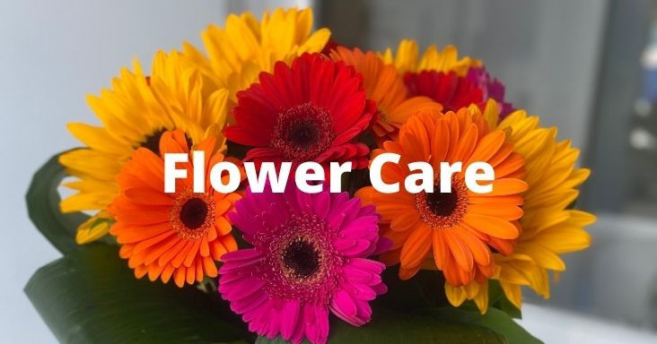 Flower Bouquet Care & Maintenance Tips