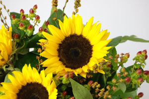 sunflower image