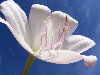 Pre-order Easter Flowers