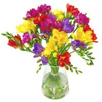 Scented Freesia