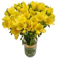 20 Yellow Freesia